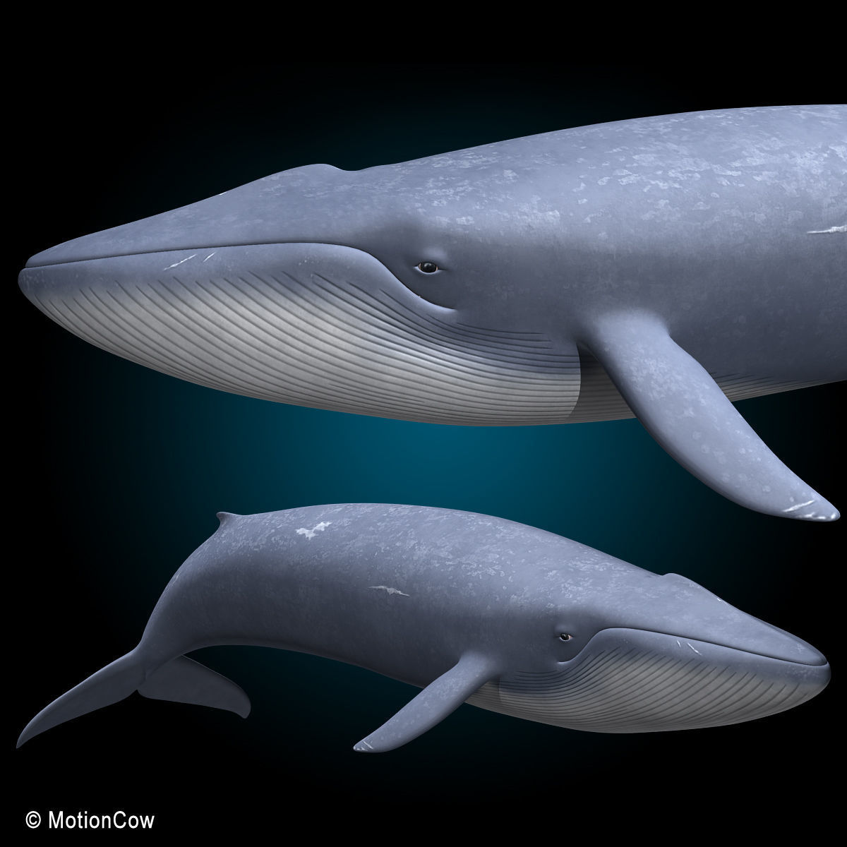 Blue Whale 3D model_2