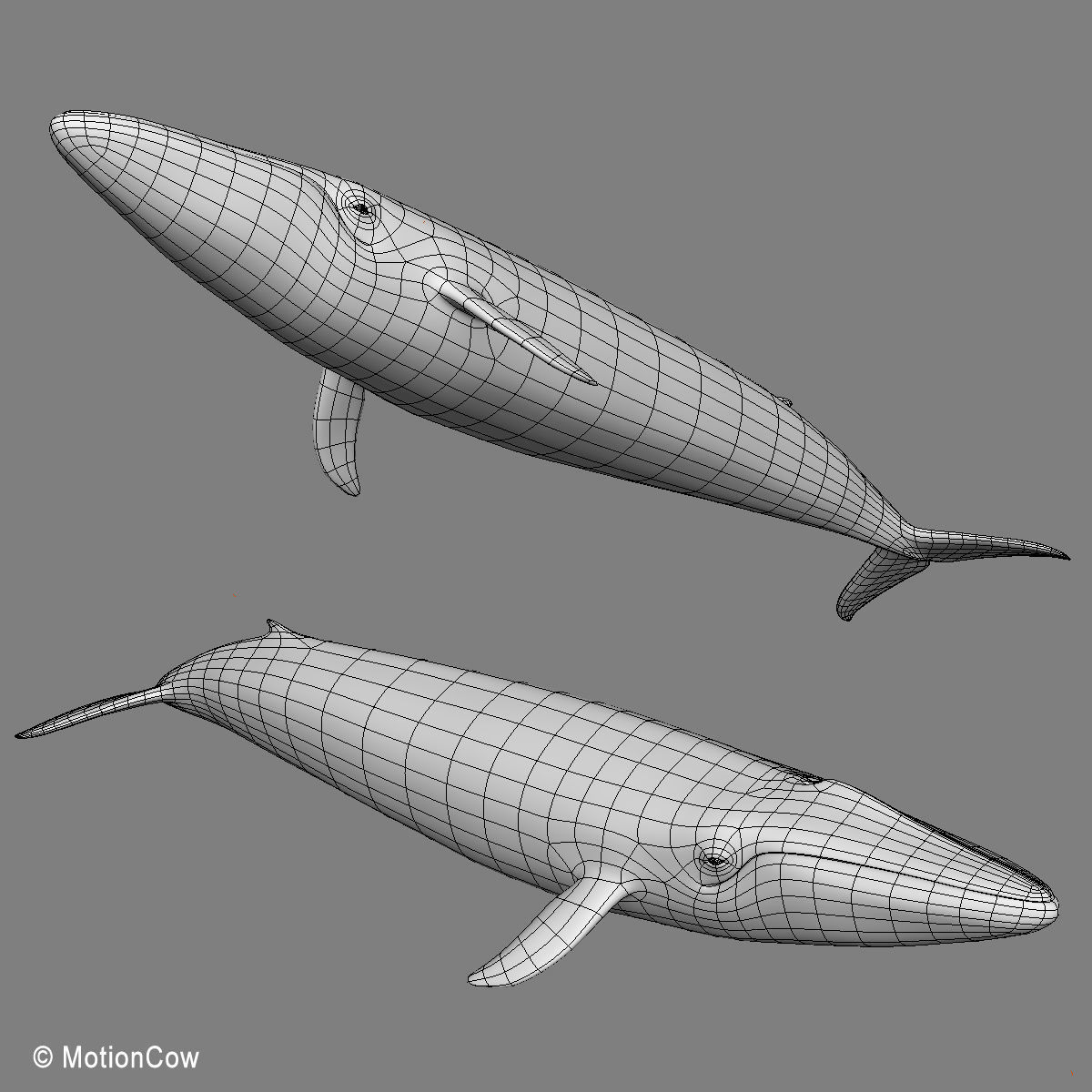 Blue Whale 3D model_18