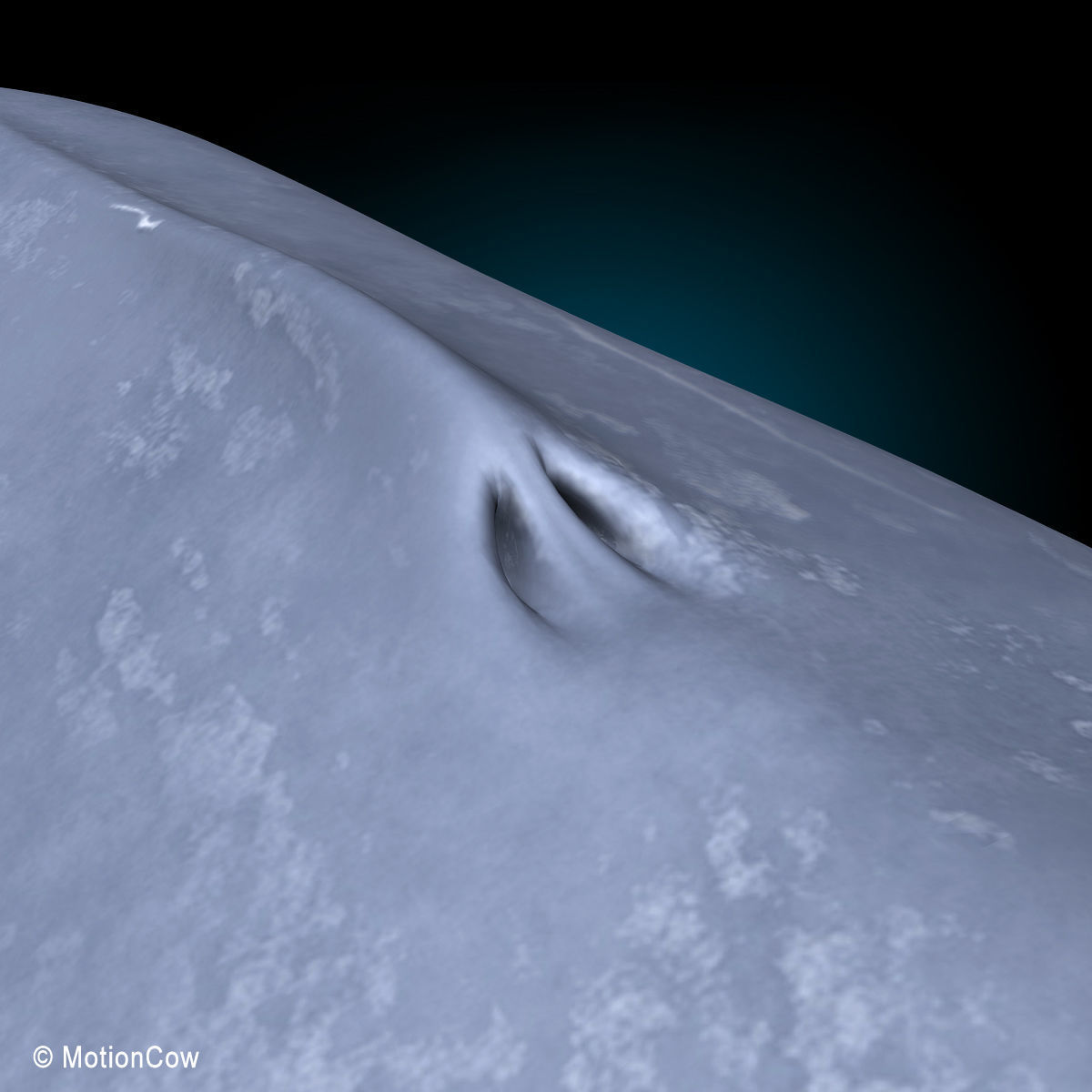 Blue Whale 3D model_12