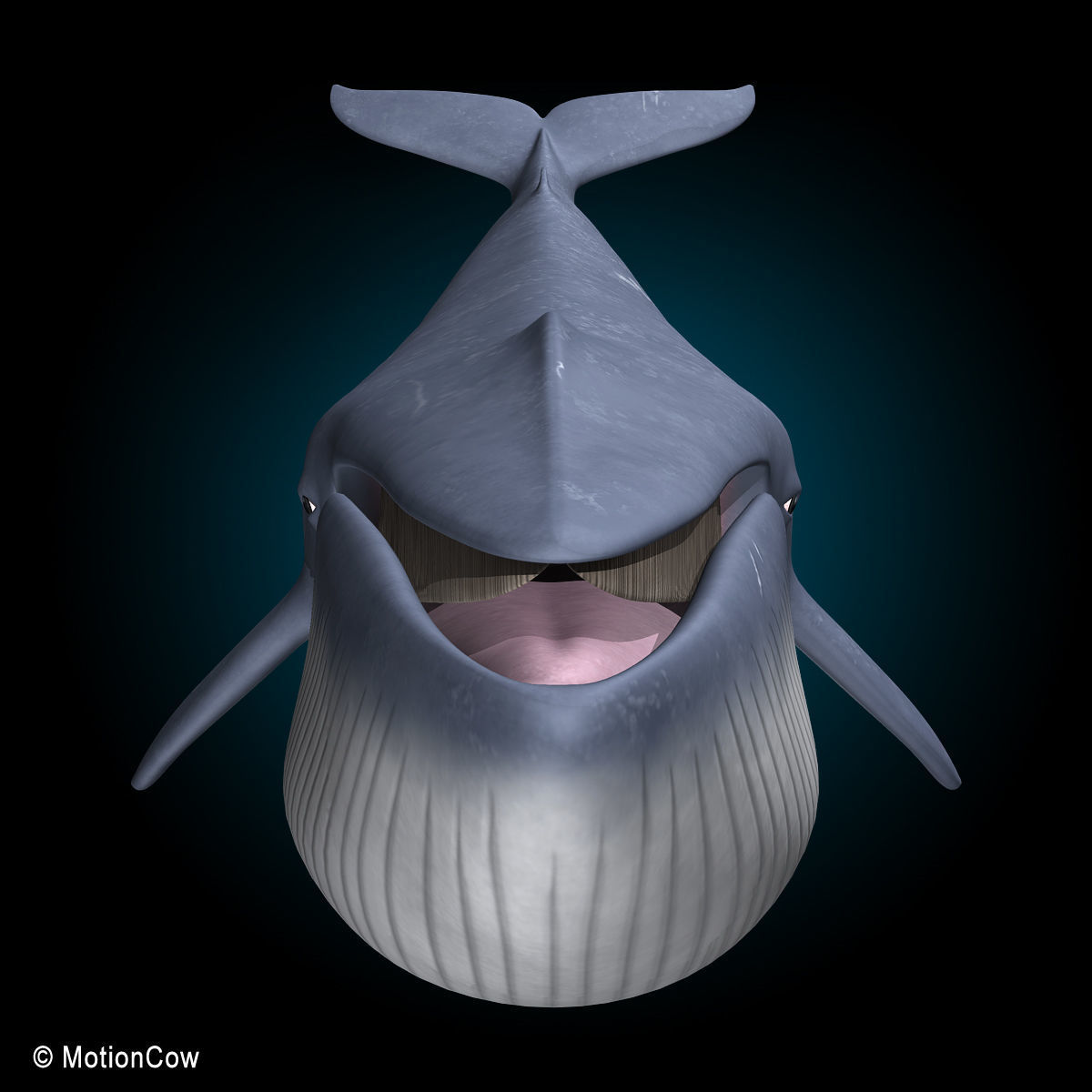 Blue Whale 3D model_9