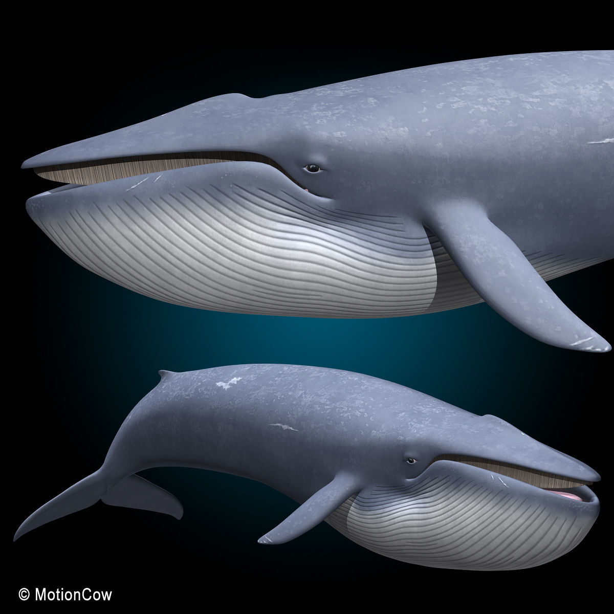 Blue Whale 3D model_3