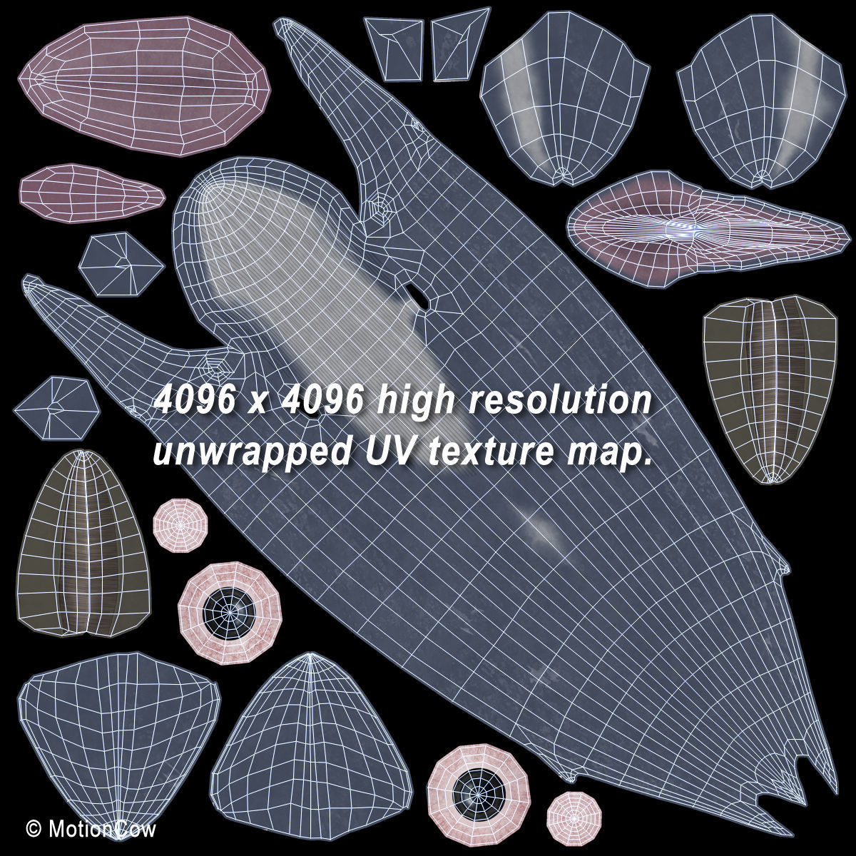 Blue Whale 3D model_21