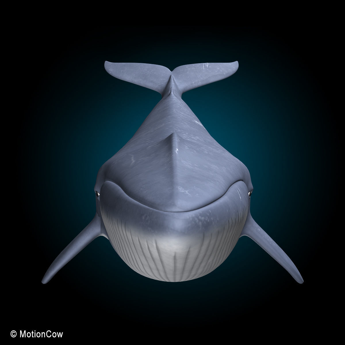 Blue Whale 3D model_8