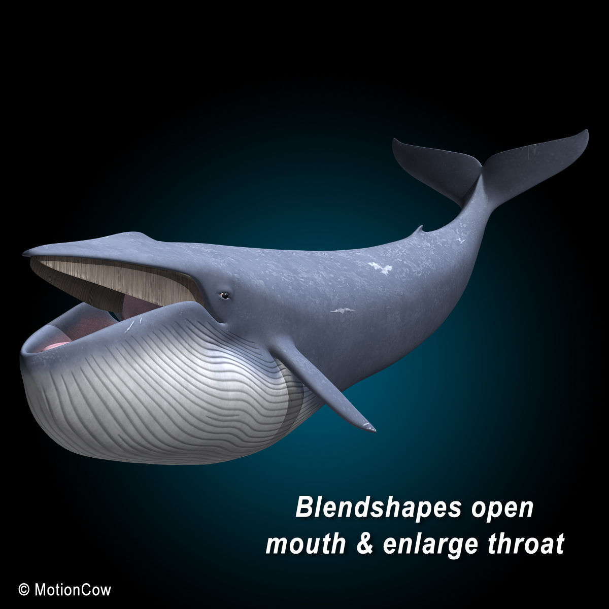 Blue Whale 3D model_6