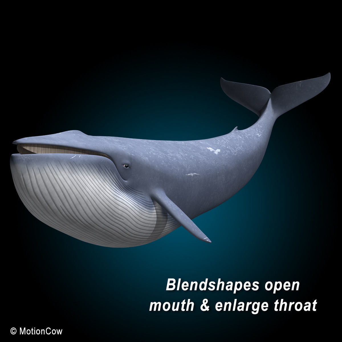 Blue Whale 3D model_5