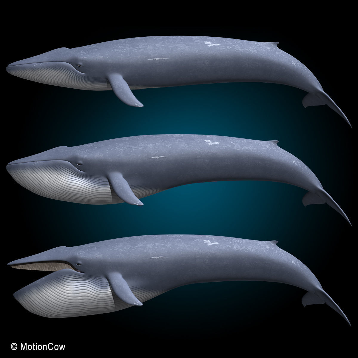 Blue Whale 3D model_7