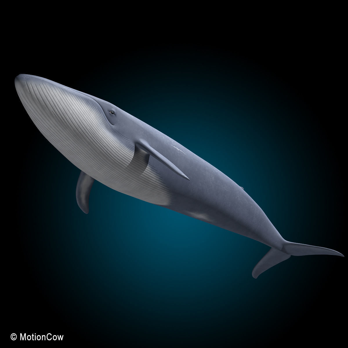 Blue Whale 3D model_14