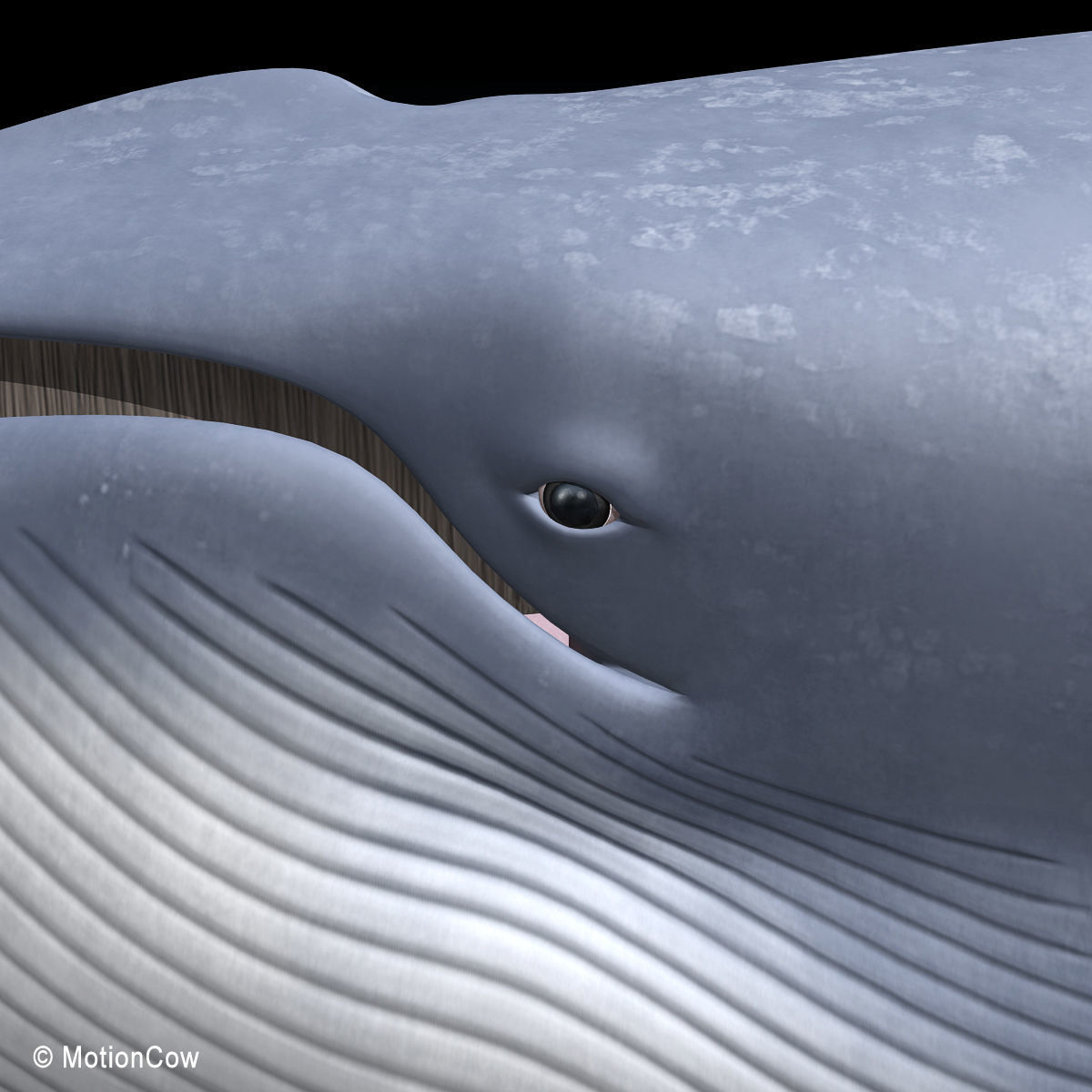 Blue Whale 3D model_13