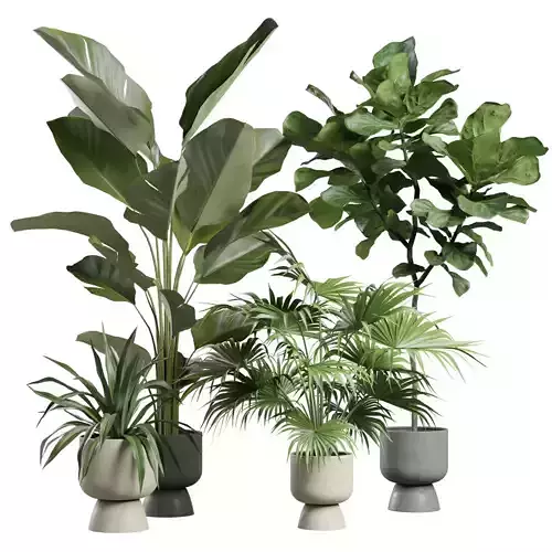 Indoor Plants Pack 73