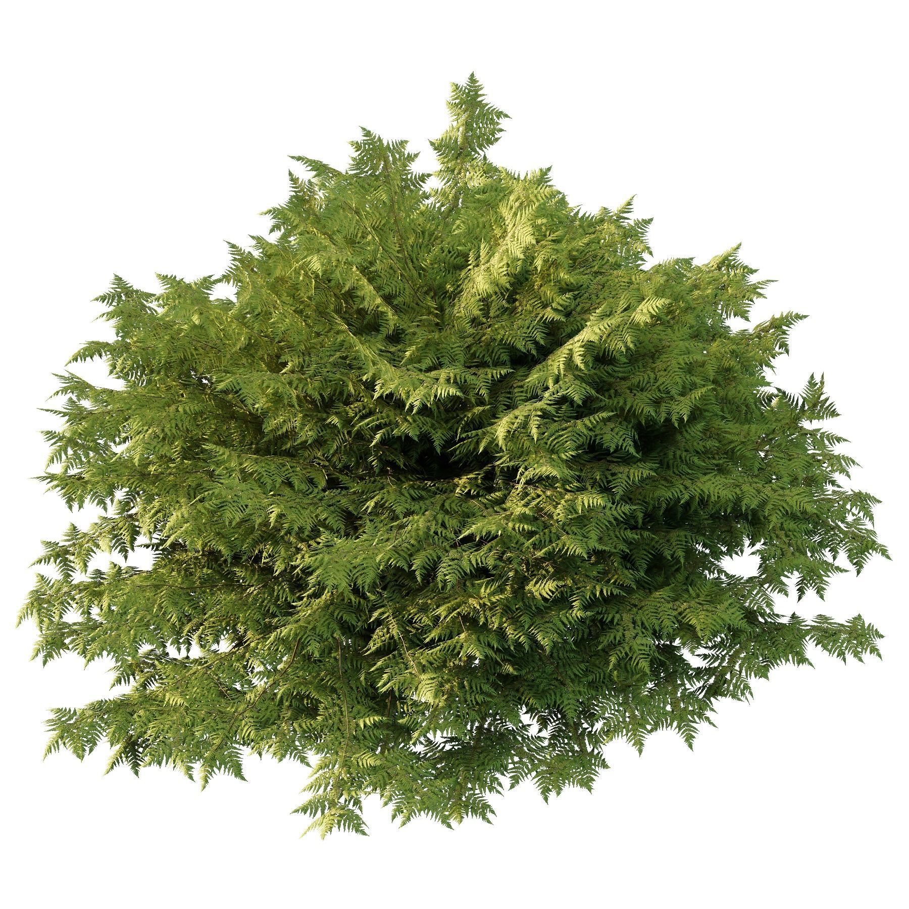 Cypress Bush 02 3D model_4