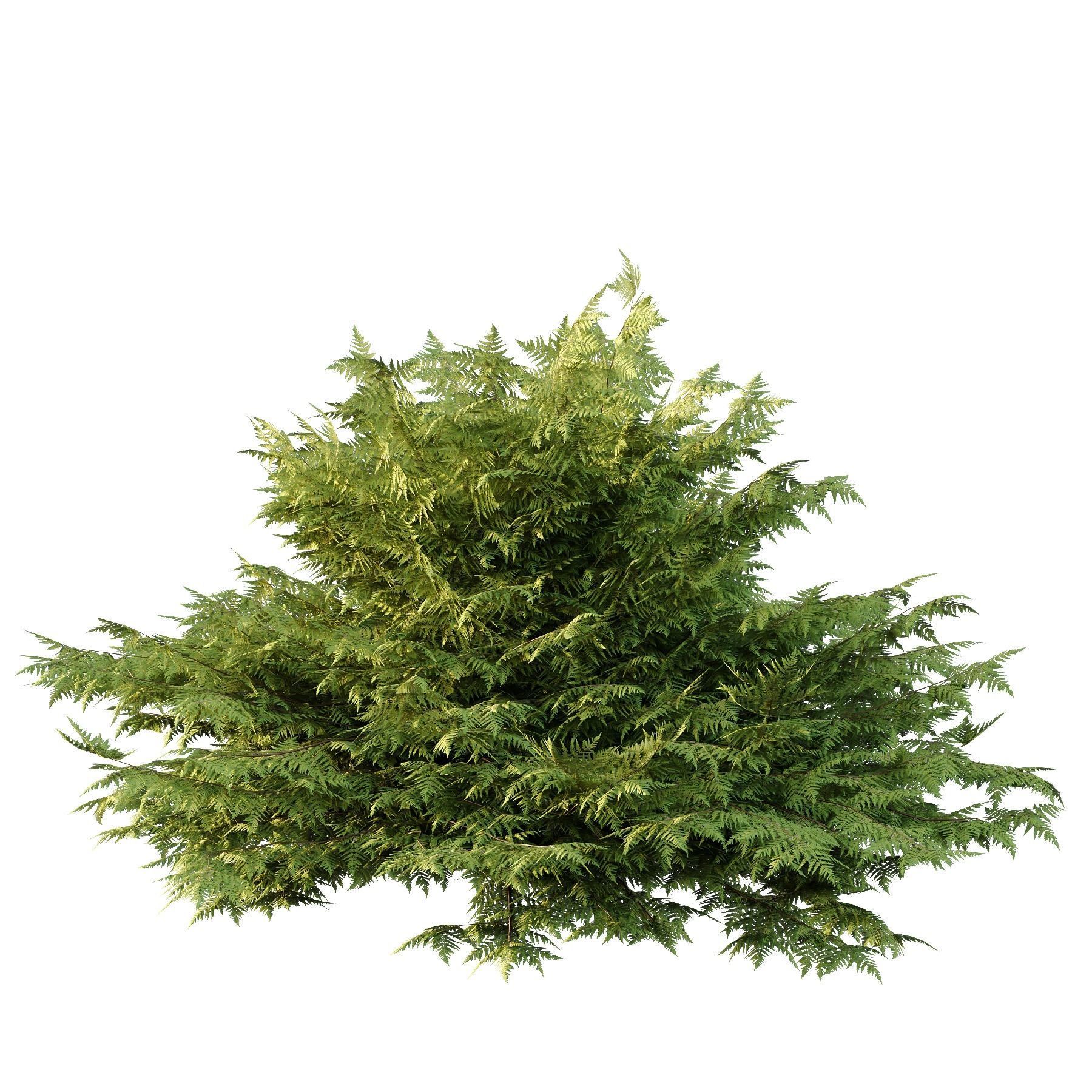 Cypress Bush 02 3D model_2
