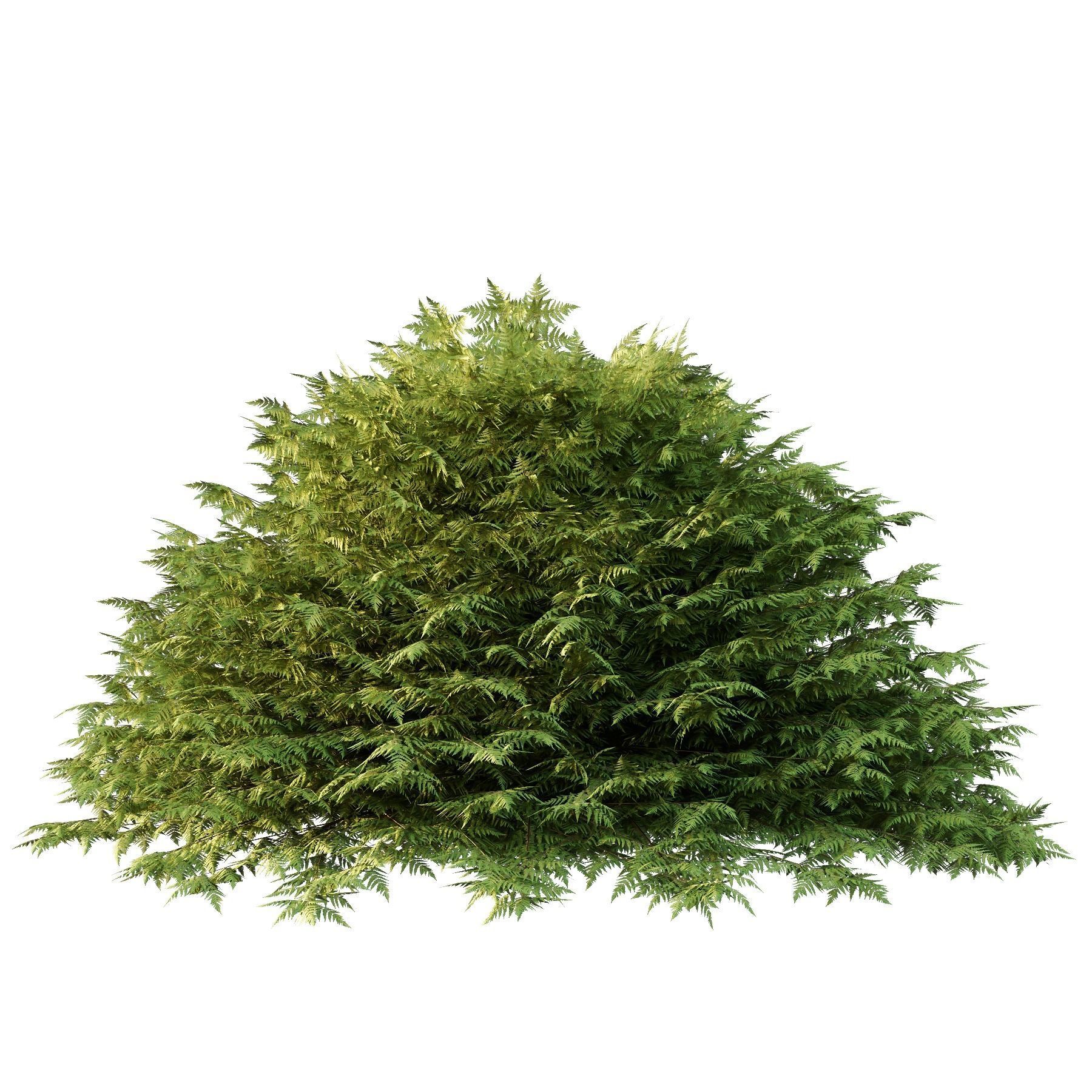 Cypress Bush 02 3D model_1