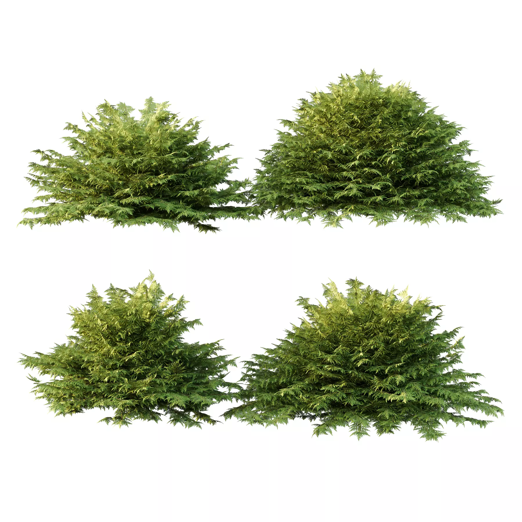 Cypress Bush 02 3D model_0