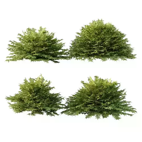 Cypress Bush 02 3D model