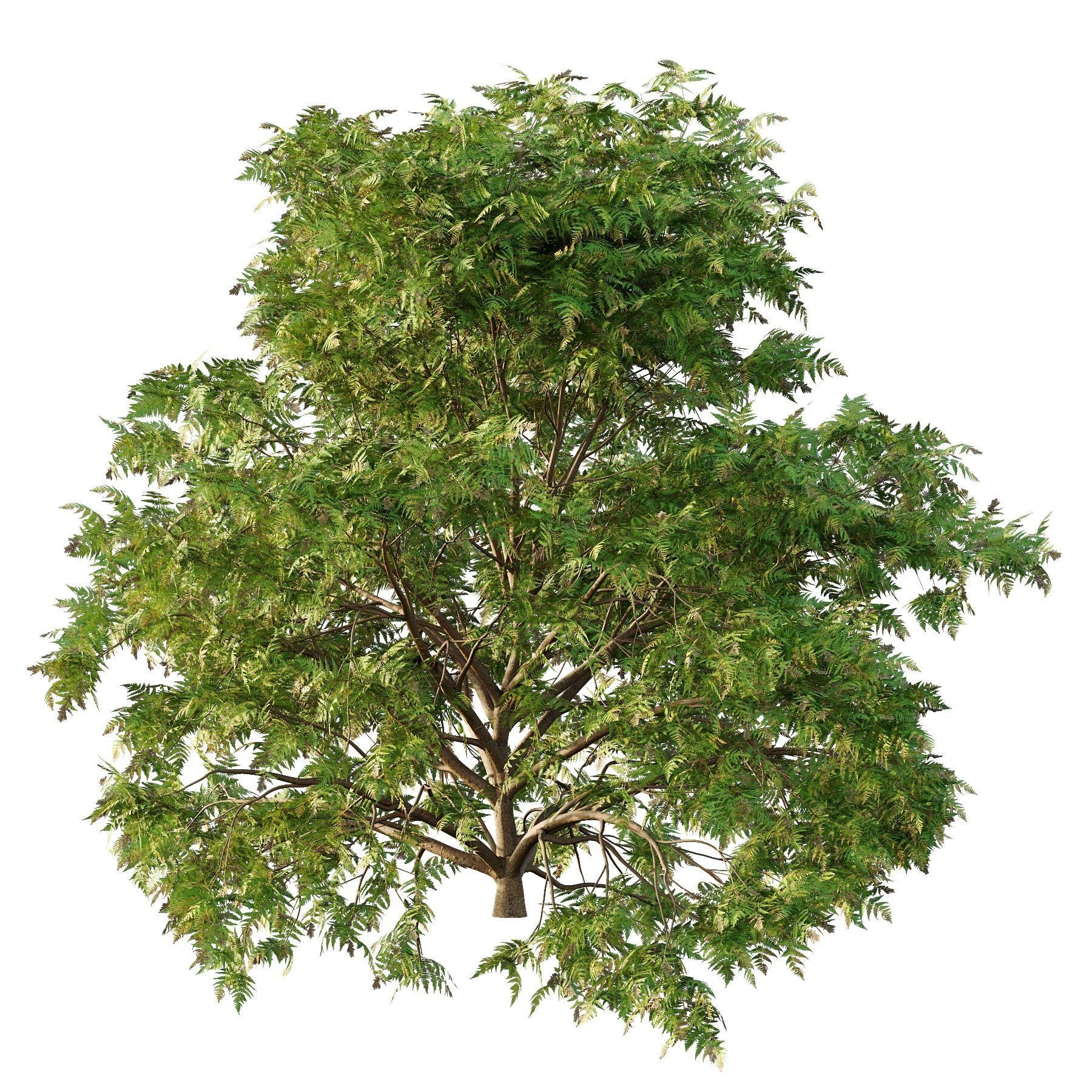 Cypress Bush 05 Free 3D model_2