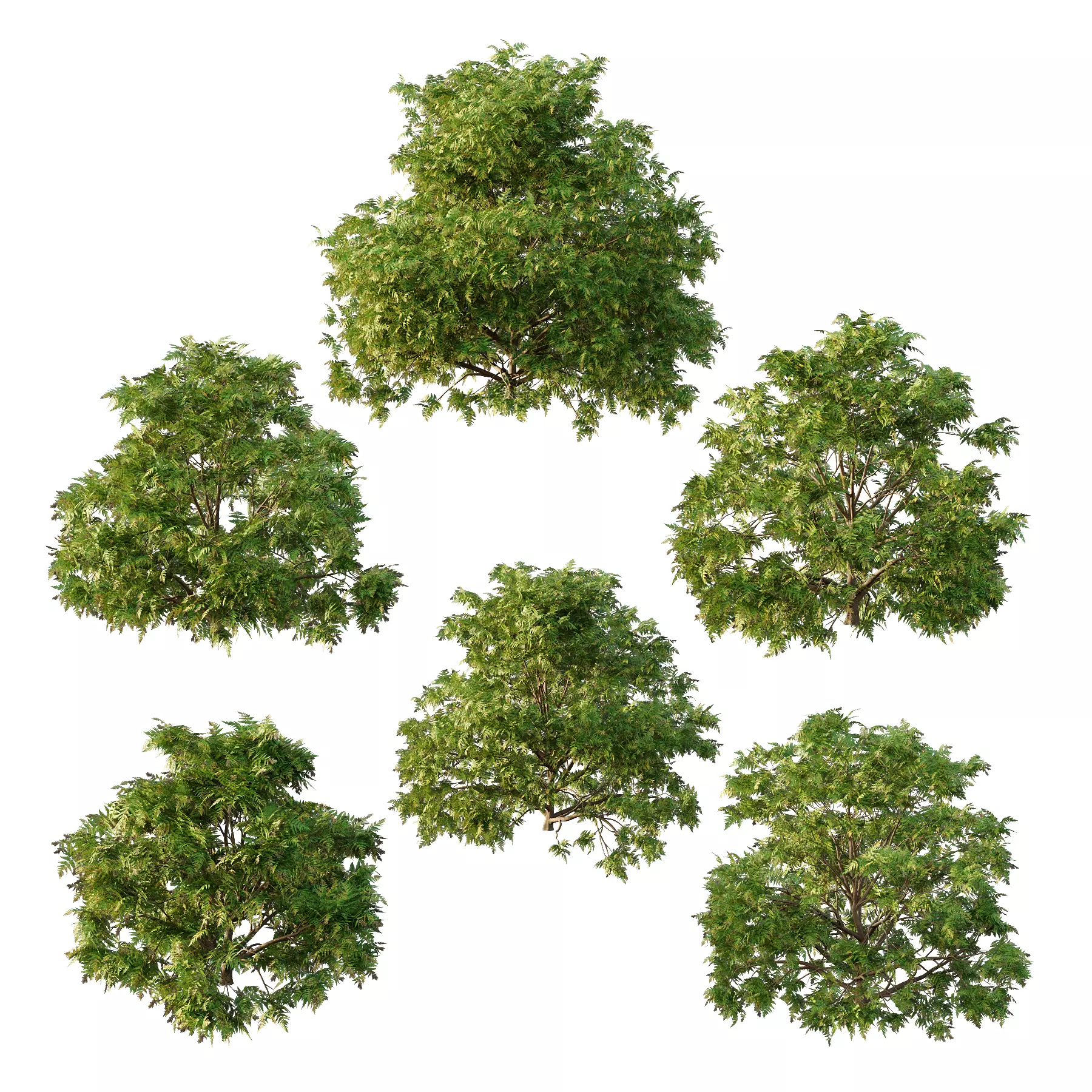 Cypress Bush 05 Free 3D model_0