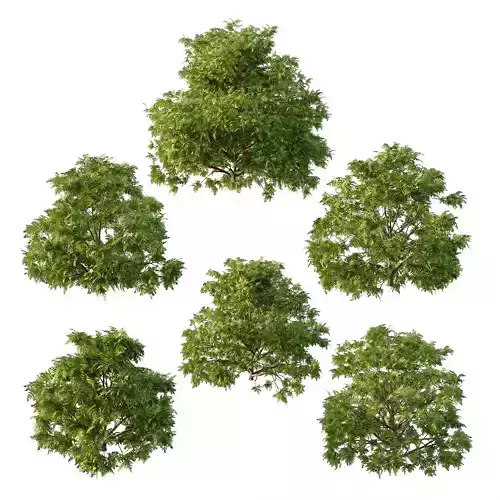 Cypress Bush 05 Free 3D model
