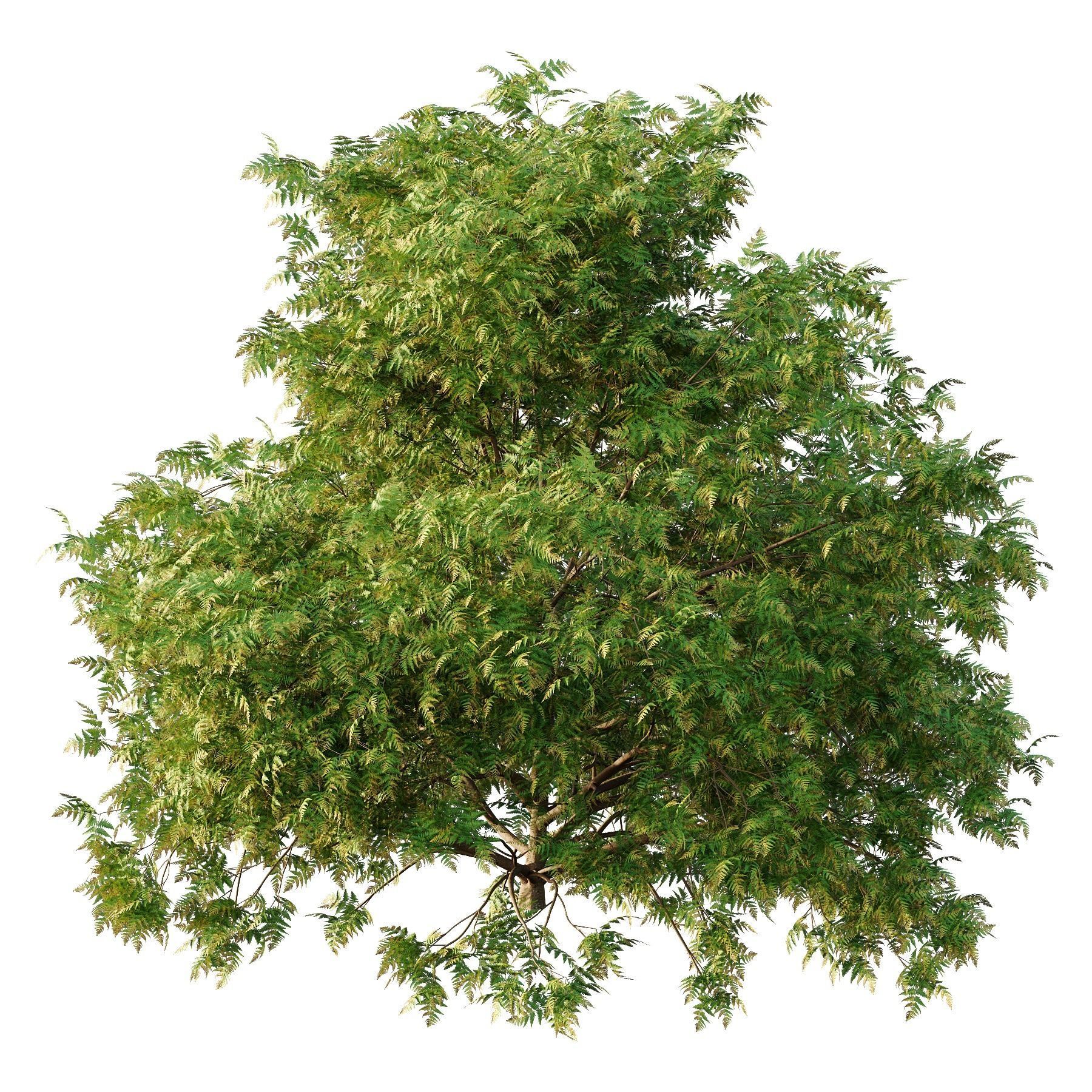 Cypress Bush 05 Free 3D model_4