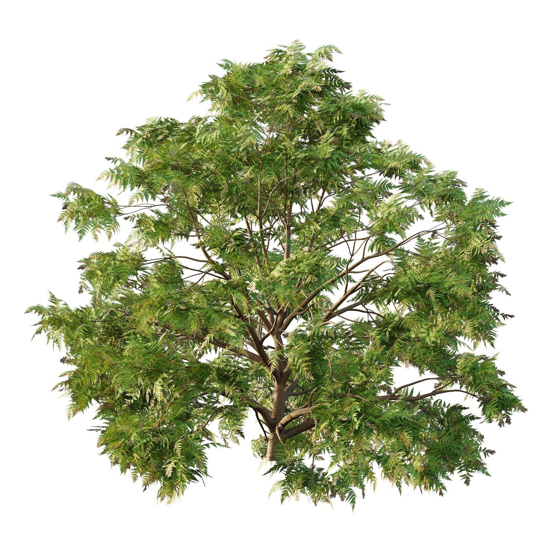 Cypress Bush 05 Free 3D model_3