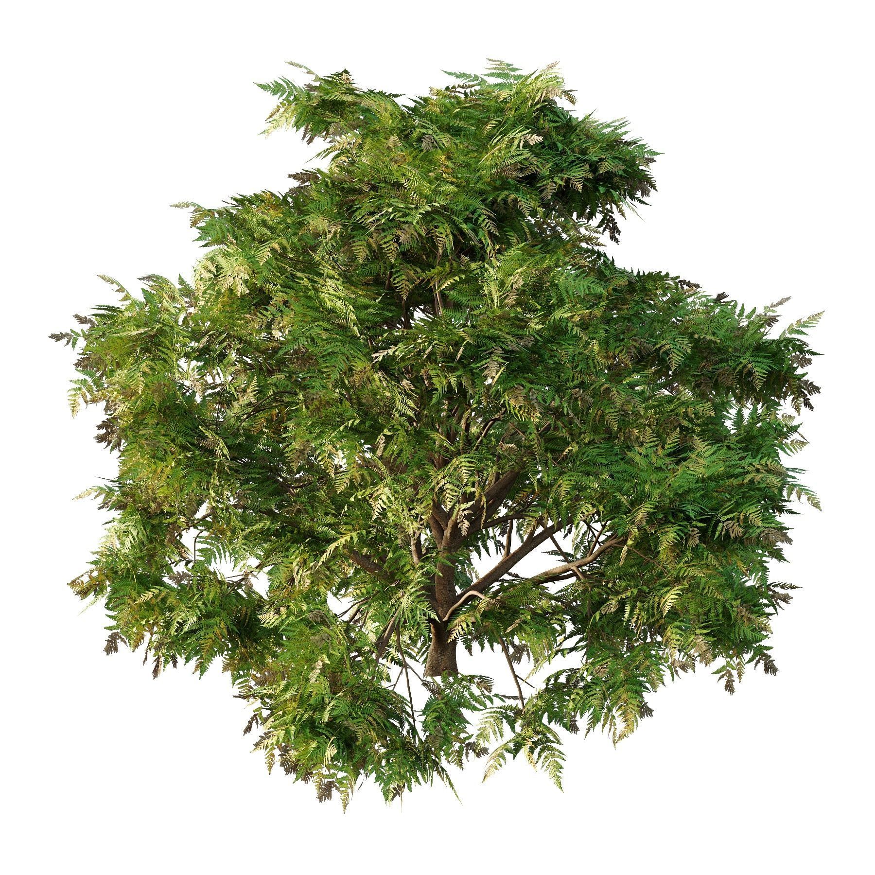 Cypress Bush 05 Free 3D model_5