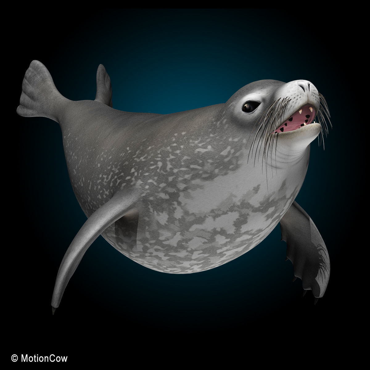 Weddell Seal 3D model_4