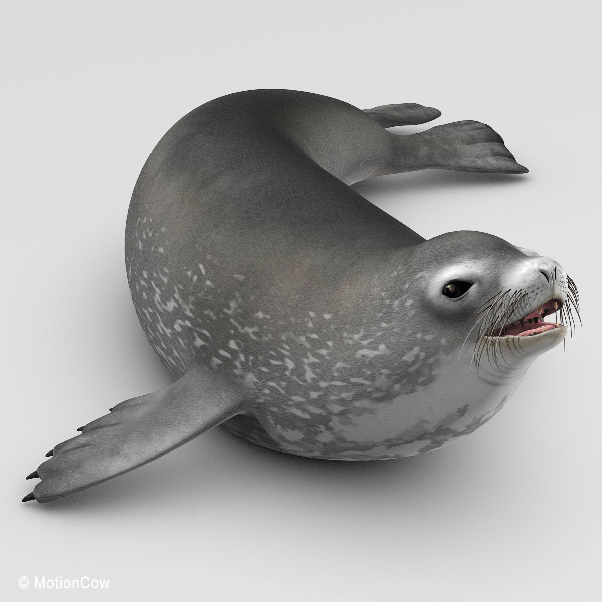 Weddell Seal 3D model_5