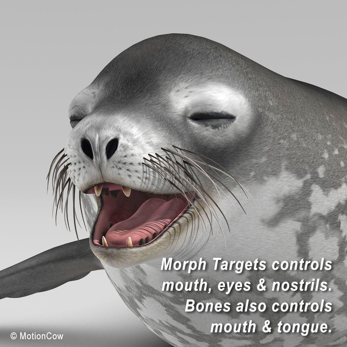 Weddell Seal 3D model_11