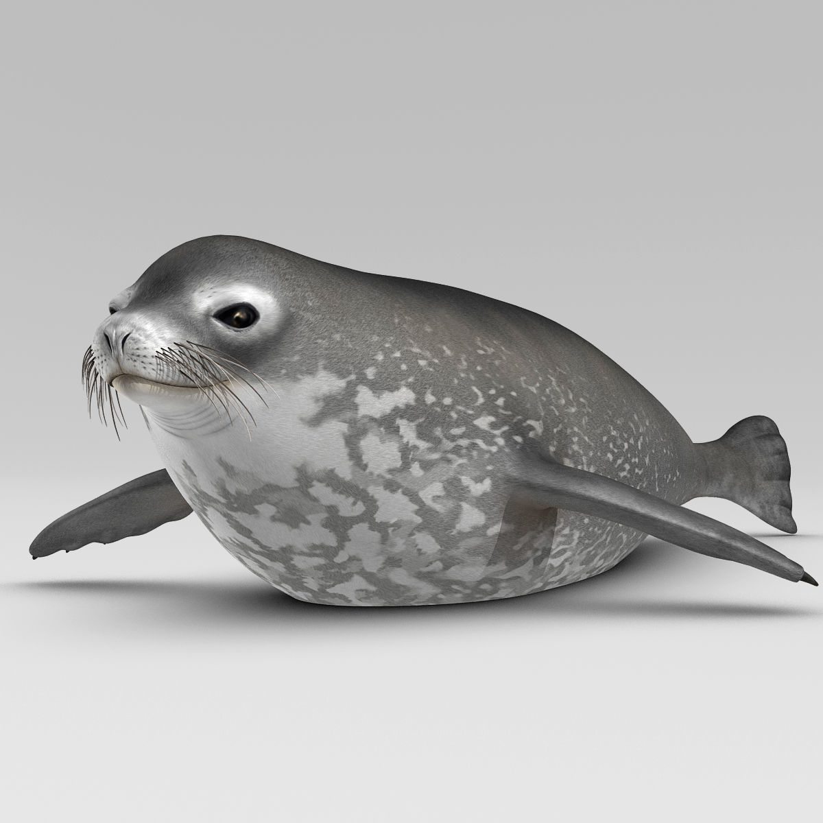Weddell Seal 3D model_8