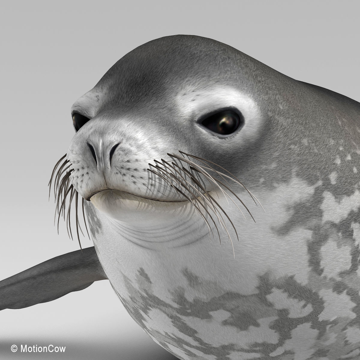 Weddell Seal 3D model_10