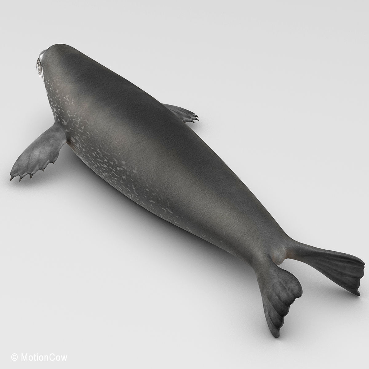 Weddell Seal 3D model_15