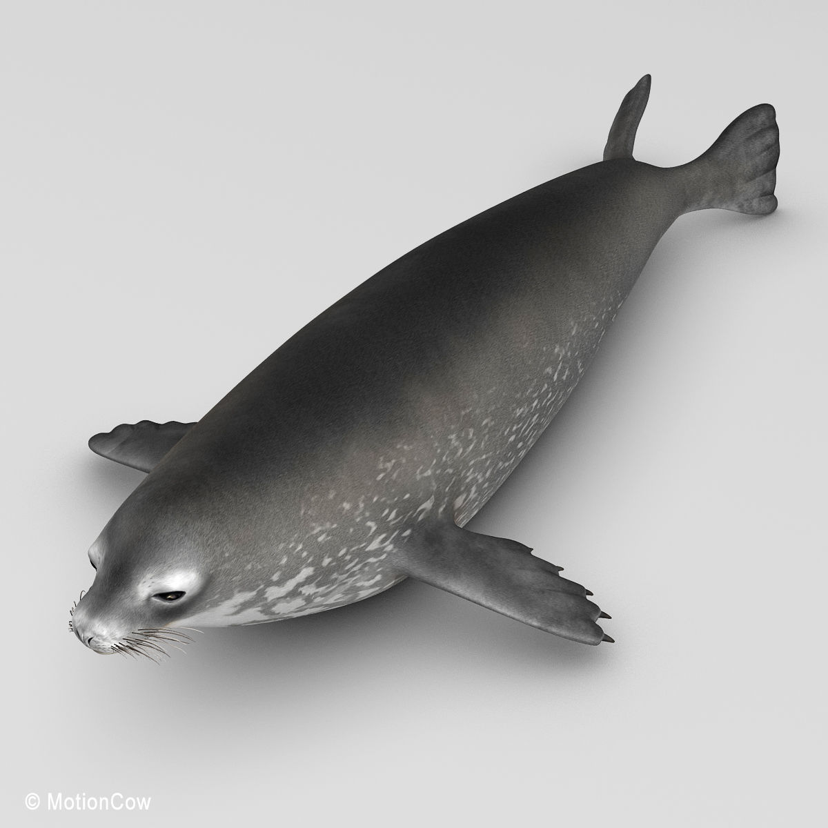 Weddell Seal 3D model_14