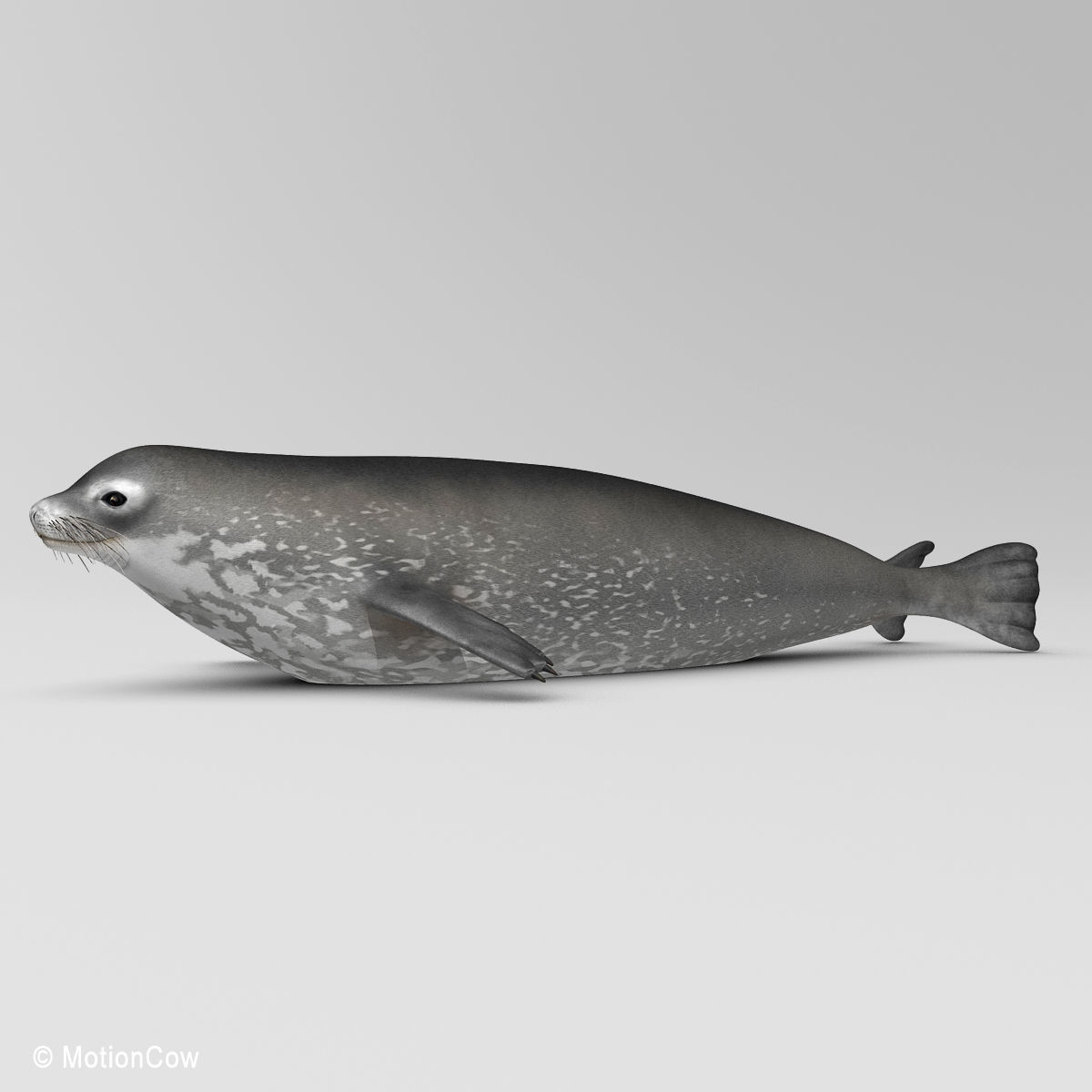 Weddell Seal 3D model_13