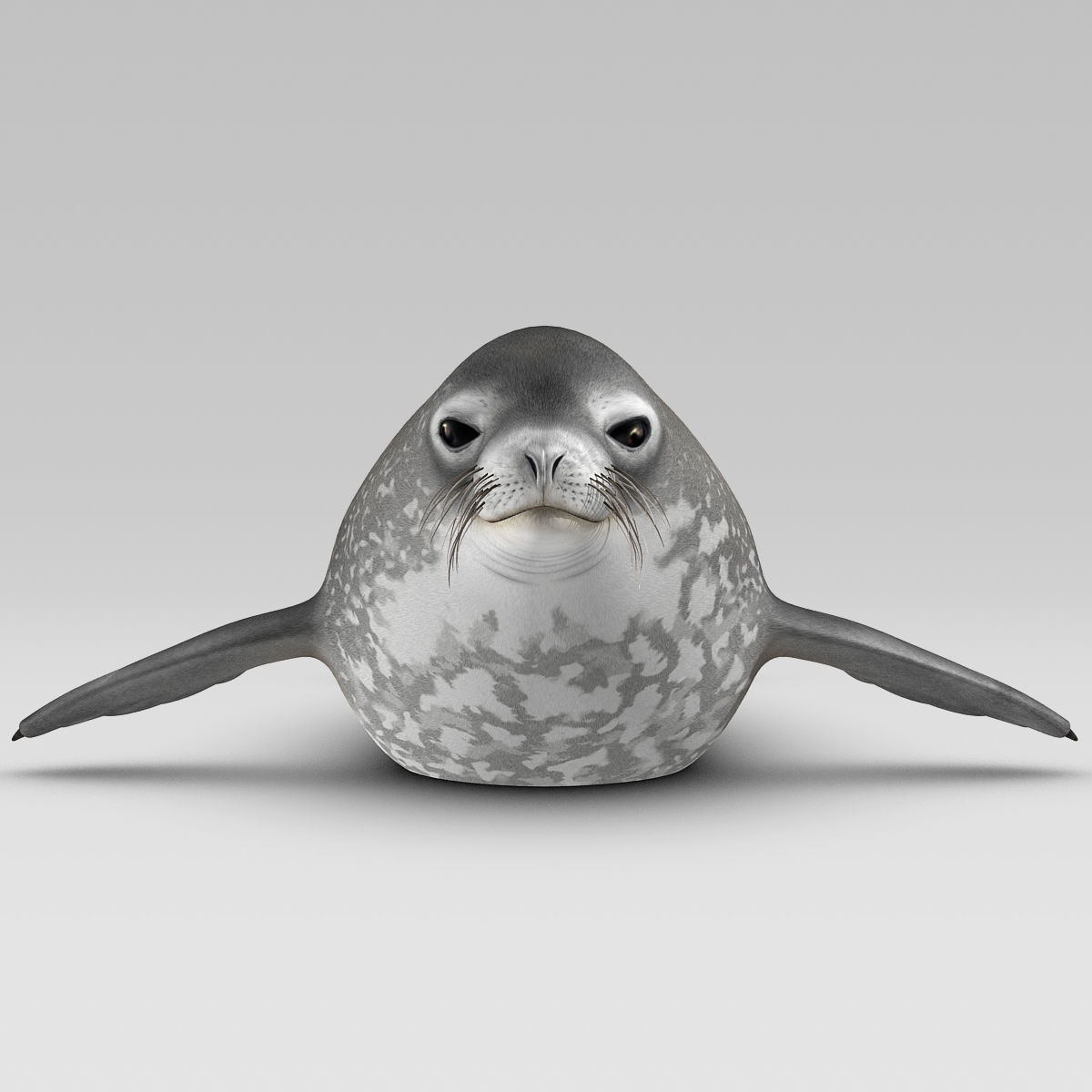 Weddell Seal 3D model_9