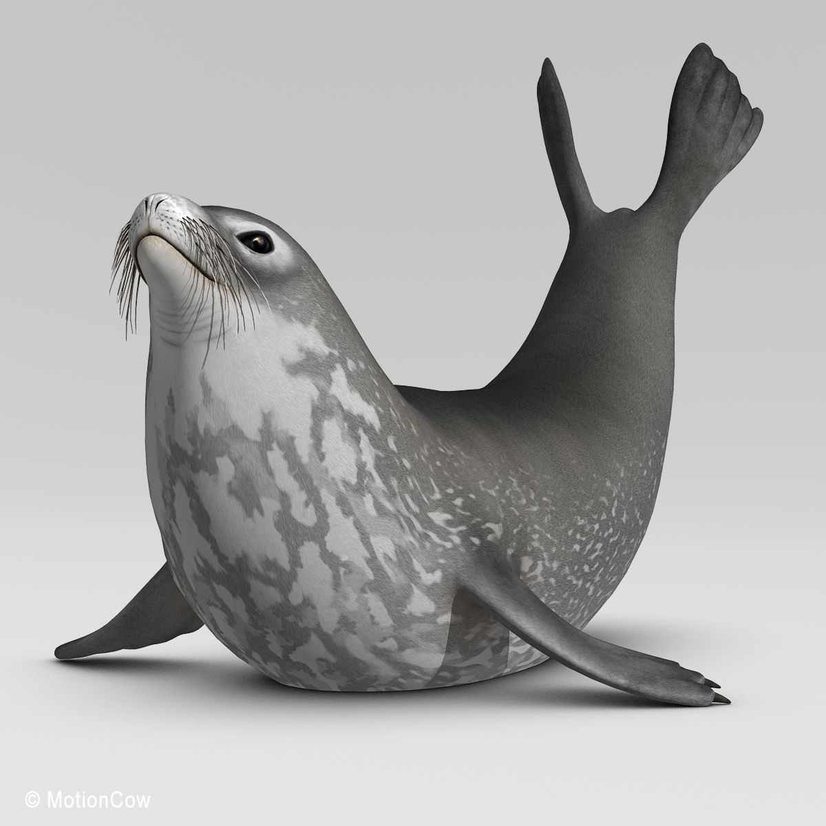 Weddell Seal 3D model_7