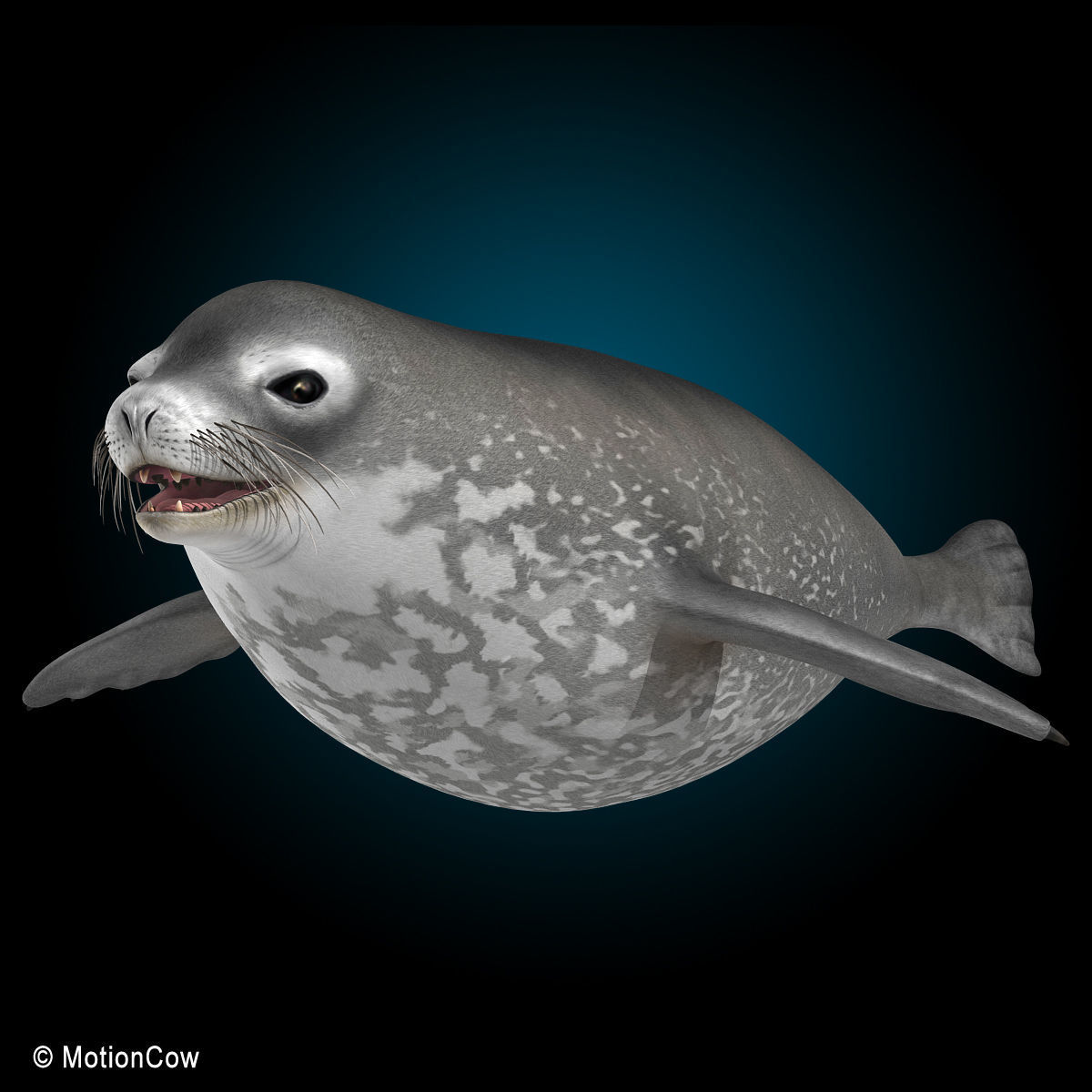 Weddell Seal 3D model_3