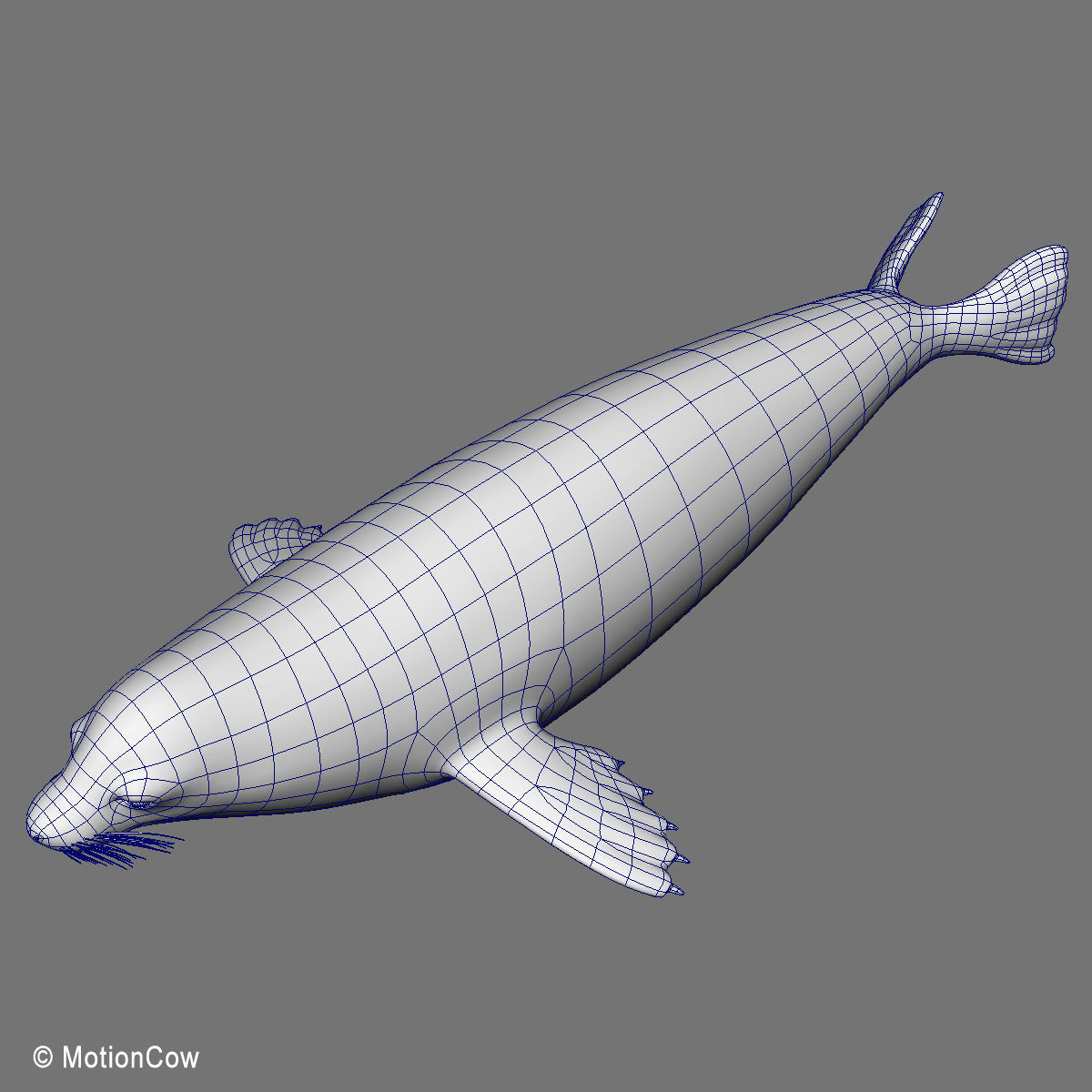 Weddell Seal 3D model_18