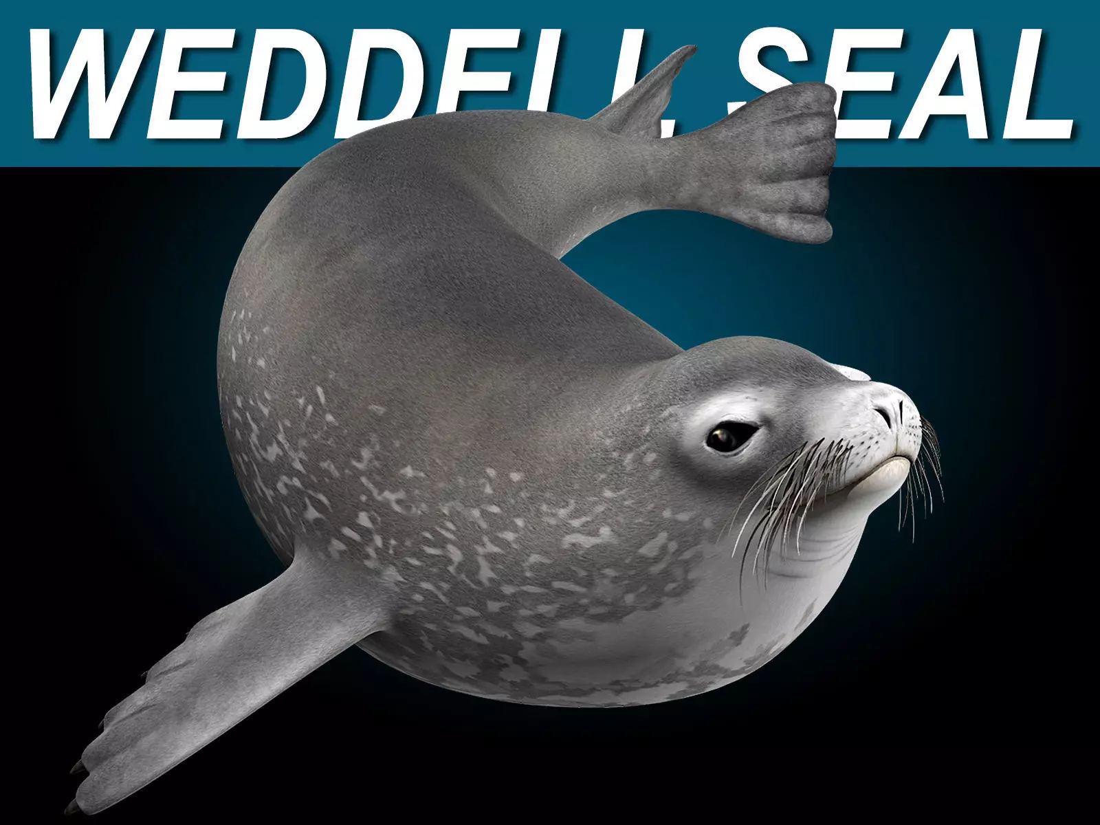 Weddell Seal 3D model_0