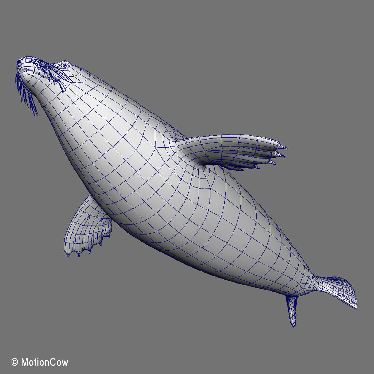 Weddell Seal 3D model_17