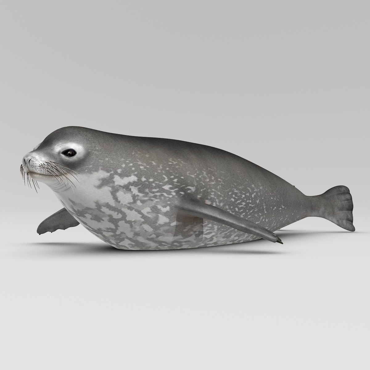 Weddell Seal 3D model_12