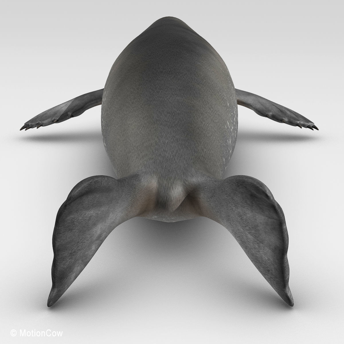 Weddell Seal 3D model_16
