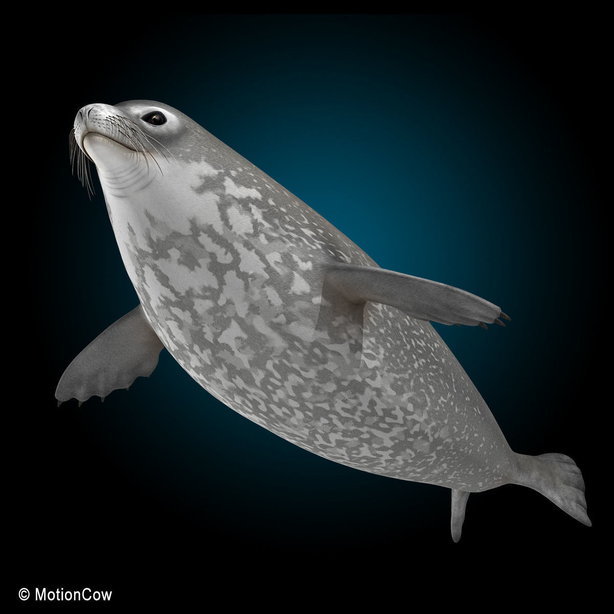 Weddell Seal 3D model_2