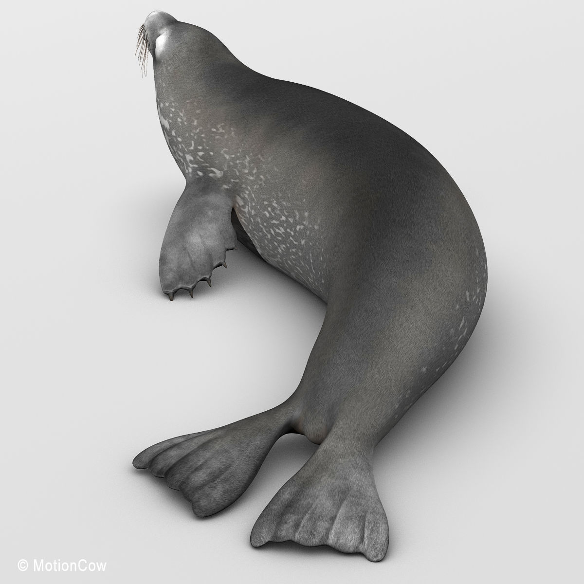 Weddell Seal 3D model_6