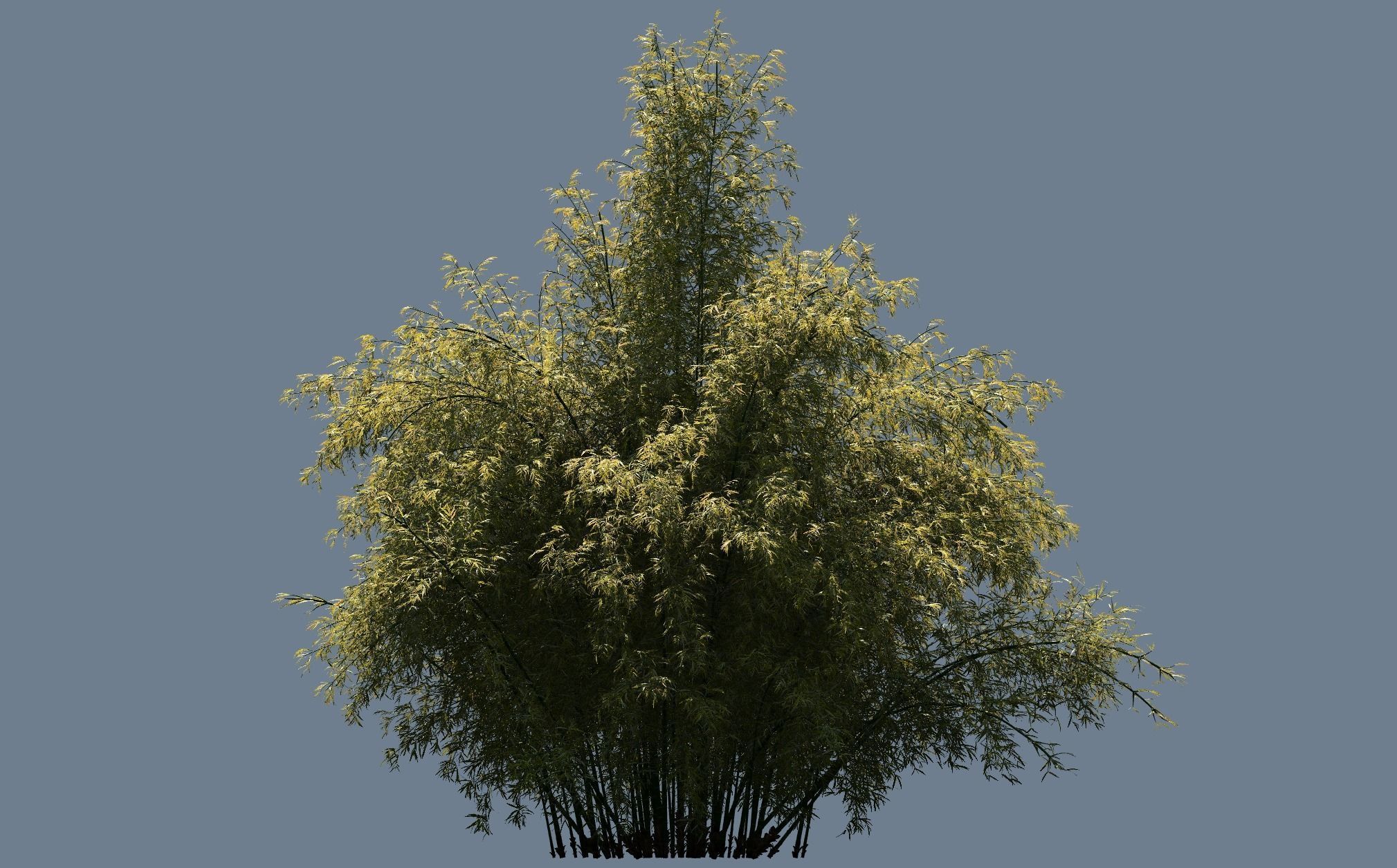  High Quality Bamboo Bush 01 3D model_2