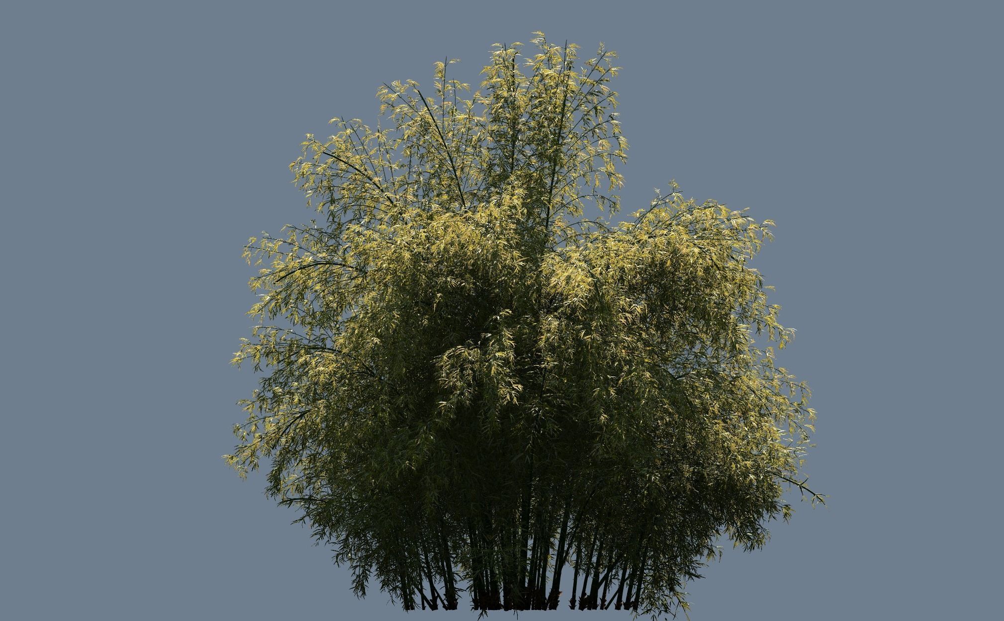 High Quality Bamboo Bush 02 3D model_2