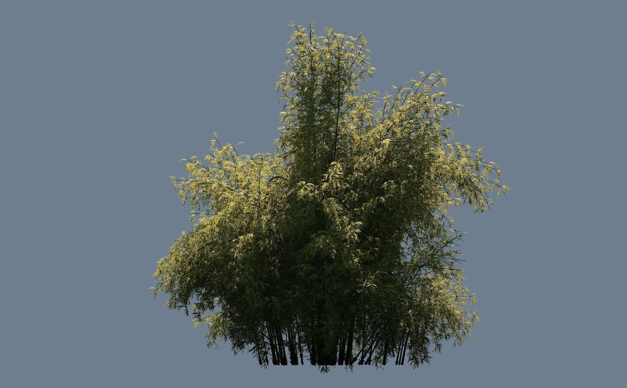 High Quality Bamboo Bush 03 3D model_2