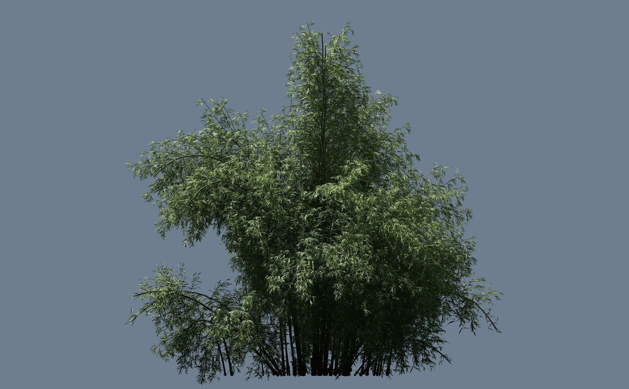 High Quality Bamboo Bush 03 3D model_1