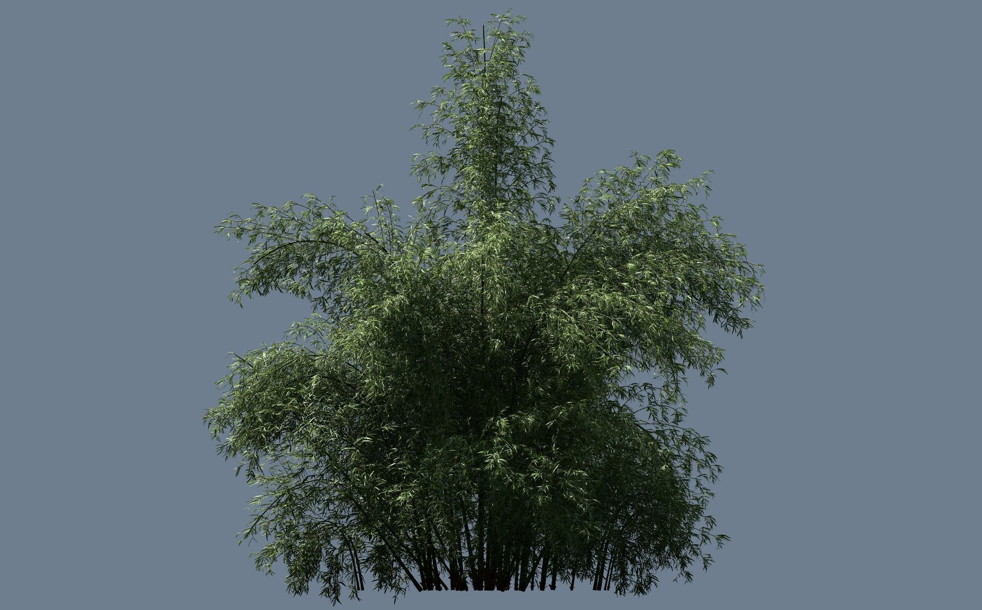 High Quality Bamboo Bush 04 3D model_1