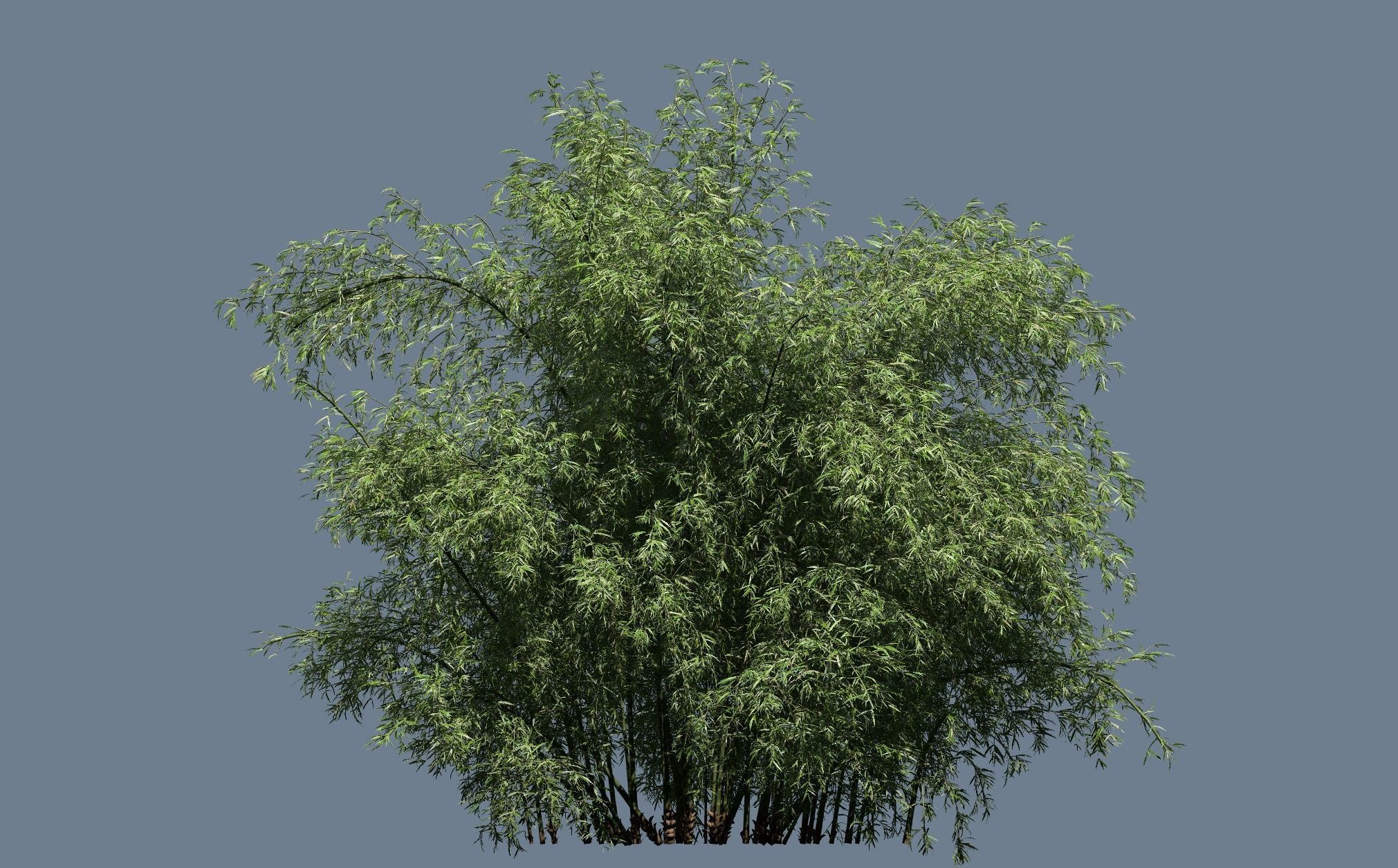 High Quality Bamboo Bush 05 3D model_1