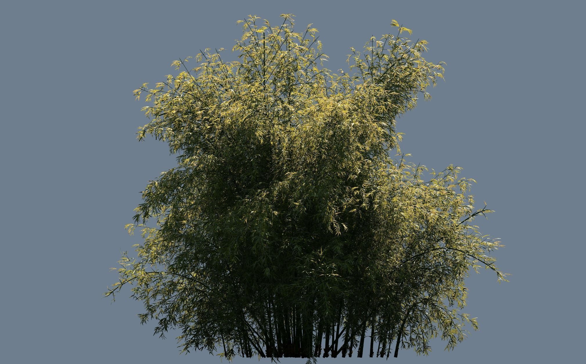 High Quality Bamboo Bush 05 3D model_2