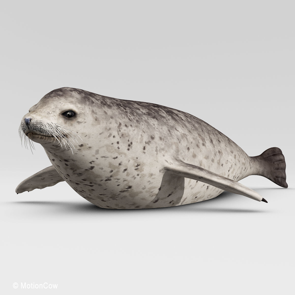 Harbor Seal 3D model_9